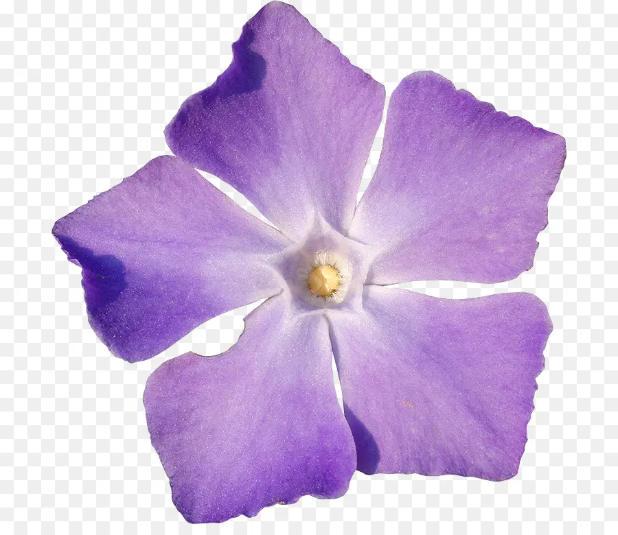 Flor，Púrpura PNG