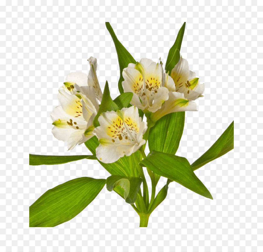 Flores Blancas，Florecer PNG