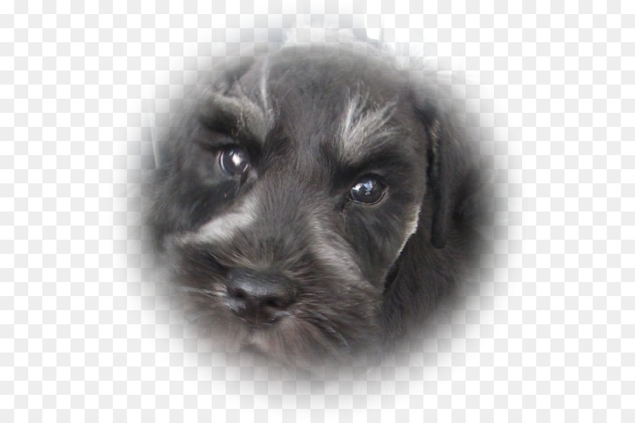 Schnauzer Miniatura，Schnauzer Estándar PNG