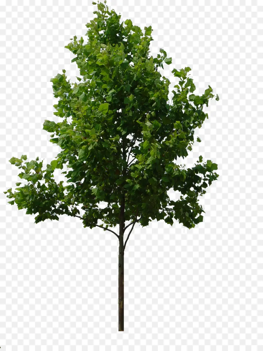 árbol，Representación PNG