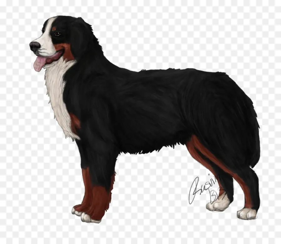 Perro De Montaña De Berna，Mascota PNG