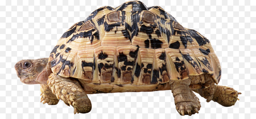 Tortuga，Las Tortugas De Caja PNG