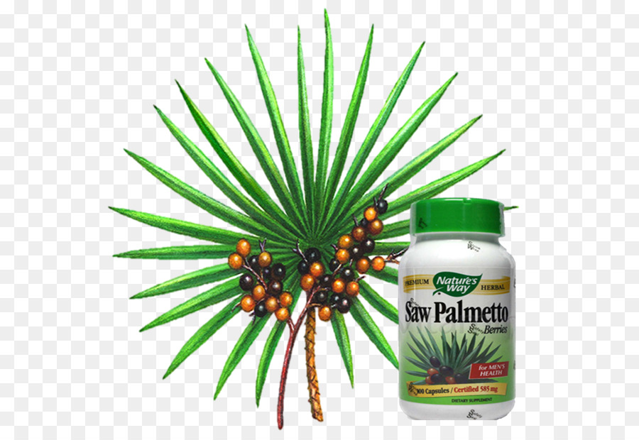 Arecaceae，Extracto De Palma Enana Americana PNG