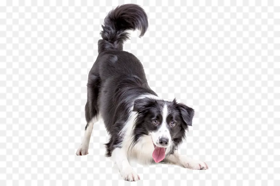 Perro，Mascota PNG