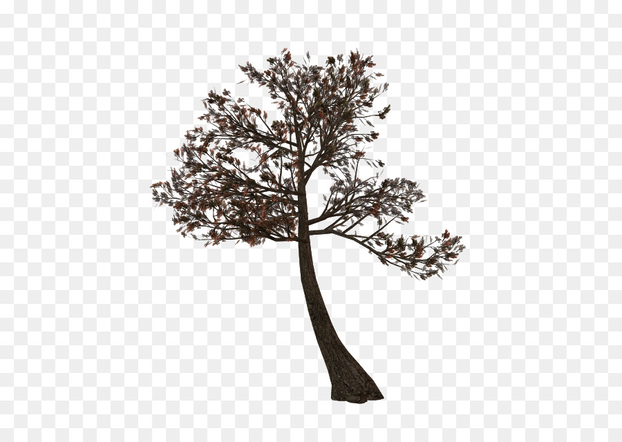 Árbol，Planta PNG