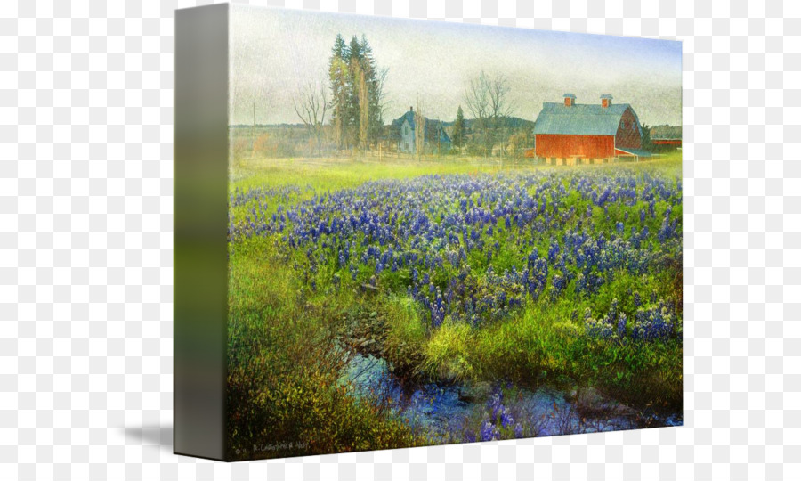 Bluebonnet，Pintura PNG