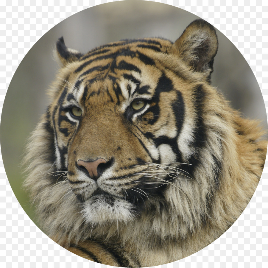 Tigre，Felino De Gran Tamaño PNG