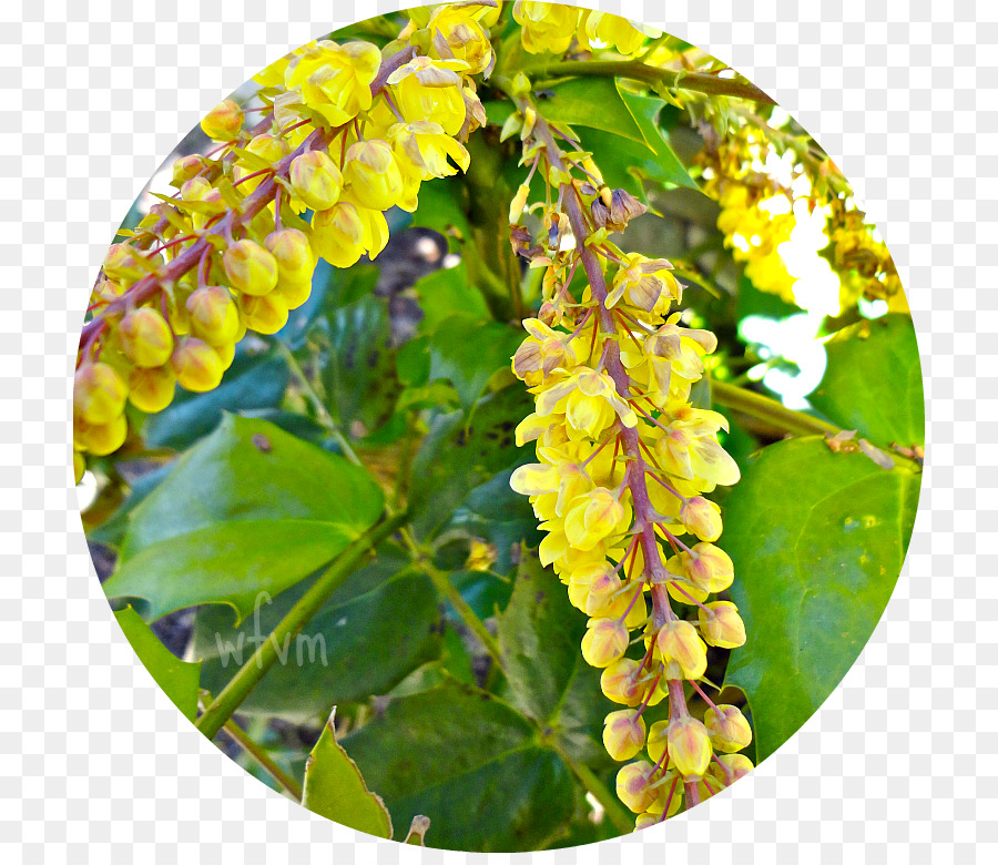 La Mahonia，Árbol PNG