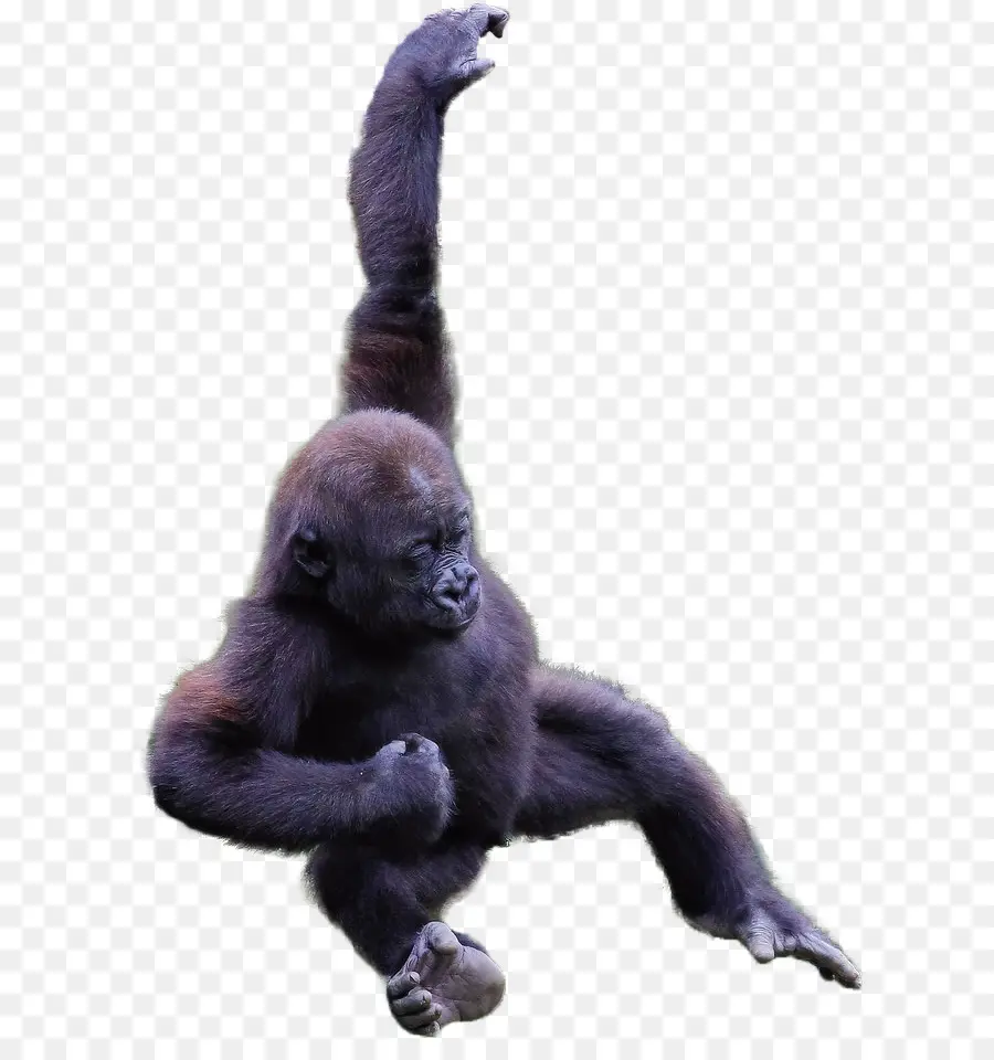 Chimpancé Común，Occidental Gorila PNG