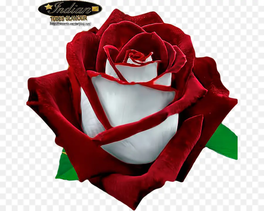 Rainbow Rose，Flor PNG