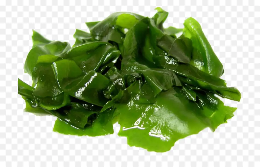 Las Algas，Alga Comestible PNG