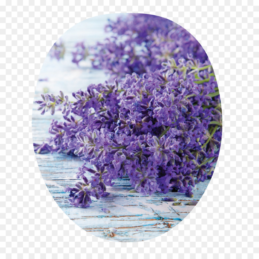 Inglés Lavanda，Tipo De Flor Comestible PNG