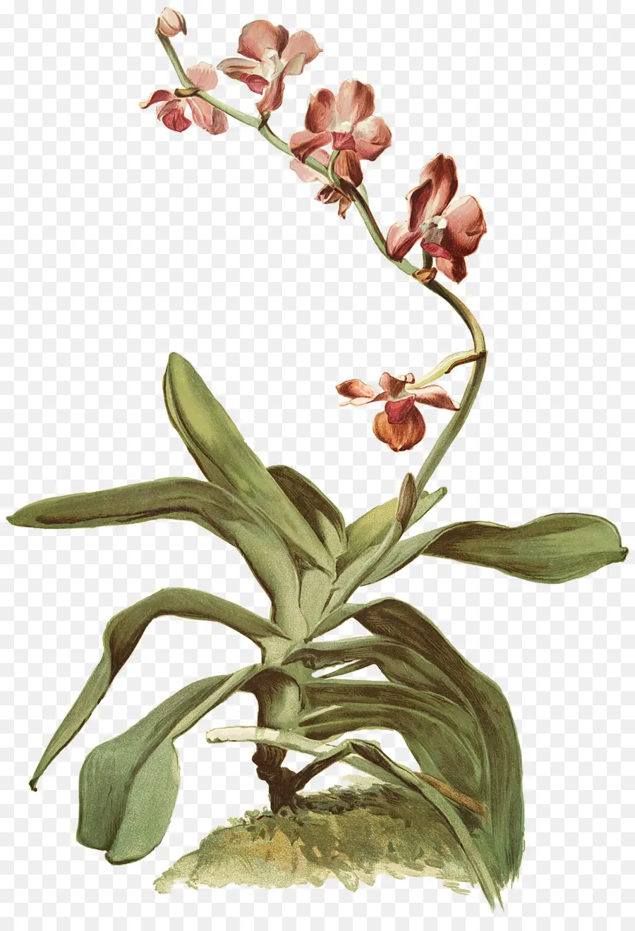 Orquídea，Flor PNG