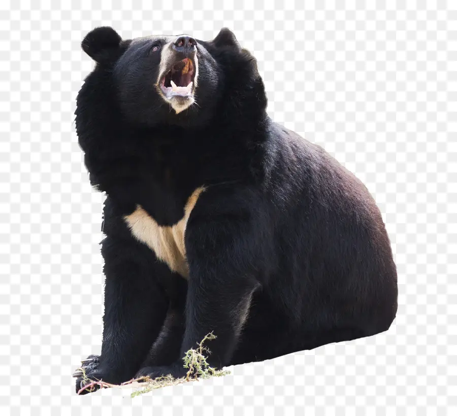 El Oso Negro Americano，Oso Polar PNG