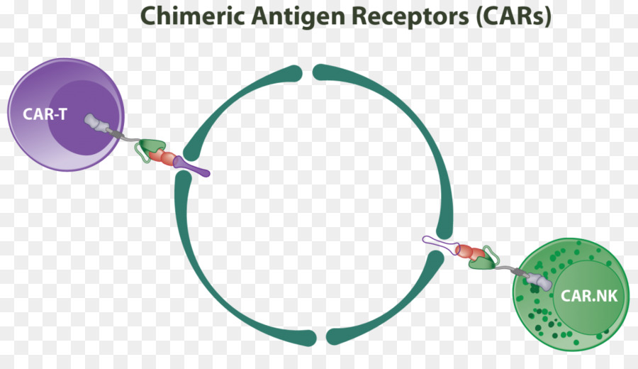 Receptor De Antígeno Quimérico，La Célula De Asesino Natural PNG