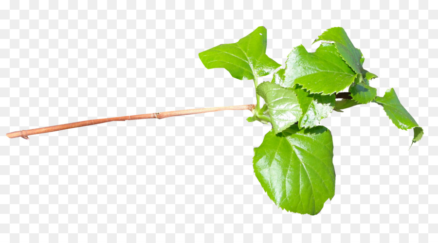 Hoja，La Acelga PNG