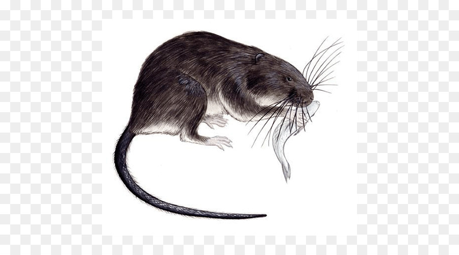 Gerbil，Rata Almizclera PNG