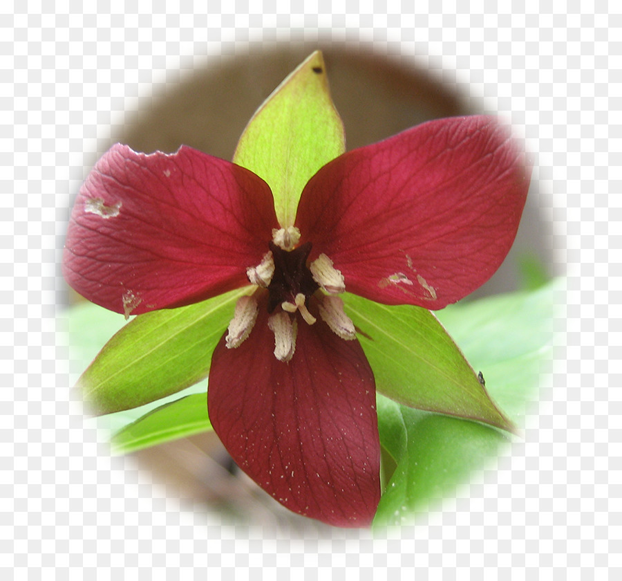 Rojo Trillium，De Fibra De Vidrio PNG