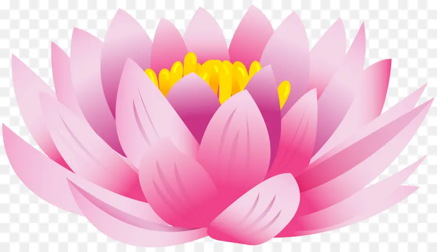 Nelumbo，Fondo De Escritorio PNG