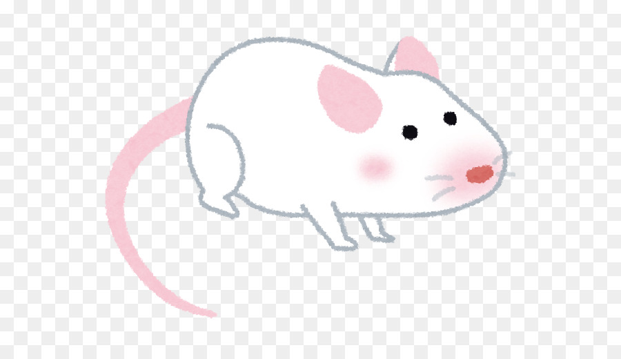 Ratón Gris，Lindo PNG