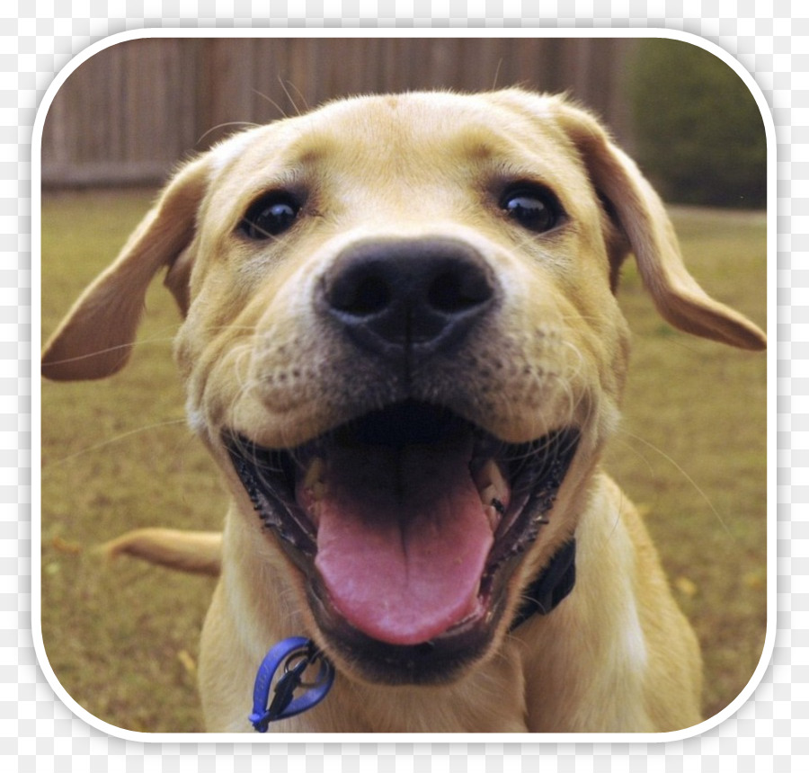 Labrador Retriever，Pit Bull PNG