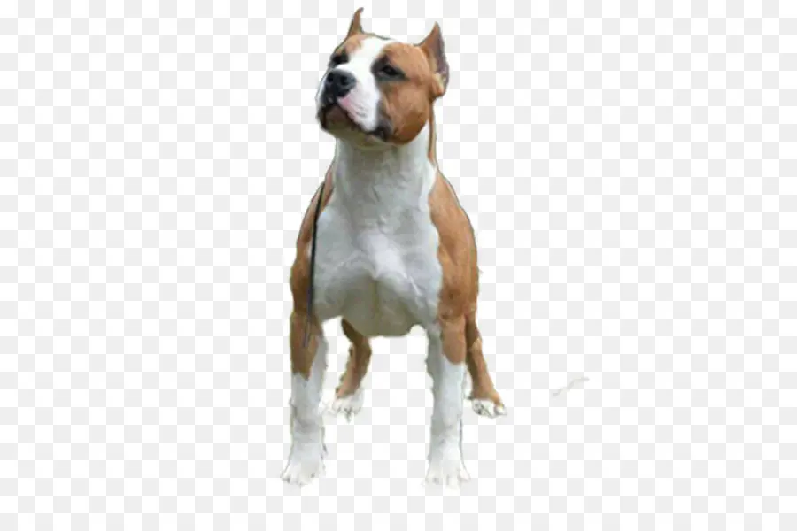 Staffordshire Terrier Americano，American Pit Bull Terrier PNG