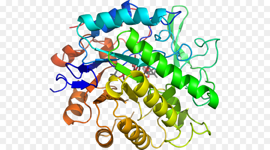 Estructura De La Proteína，Molécula PNG