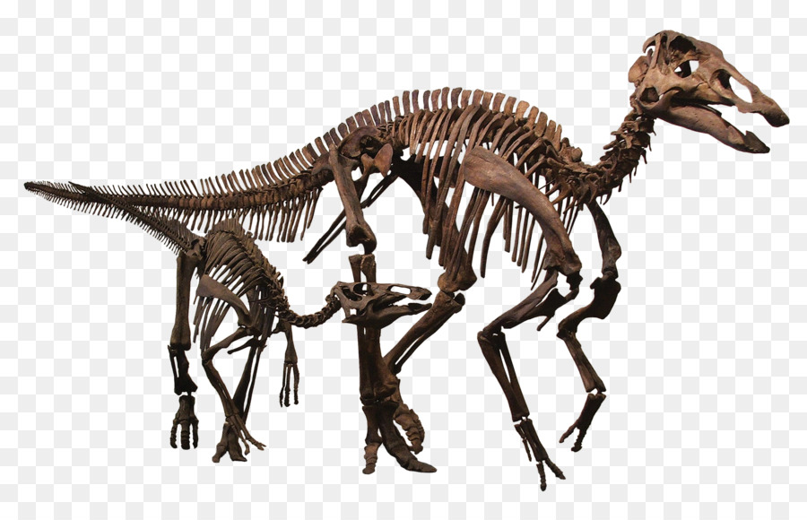 Las Montañas Rocosas De Dinosaurios Centro De Recursos，Pachycephalosaurus PNG