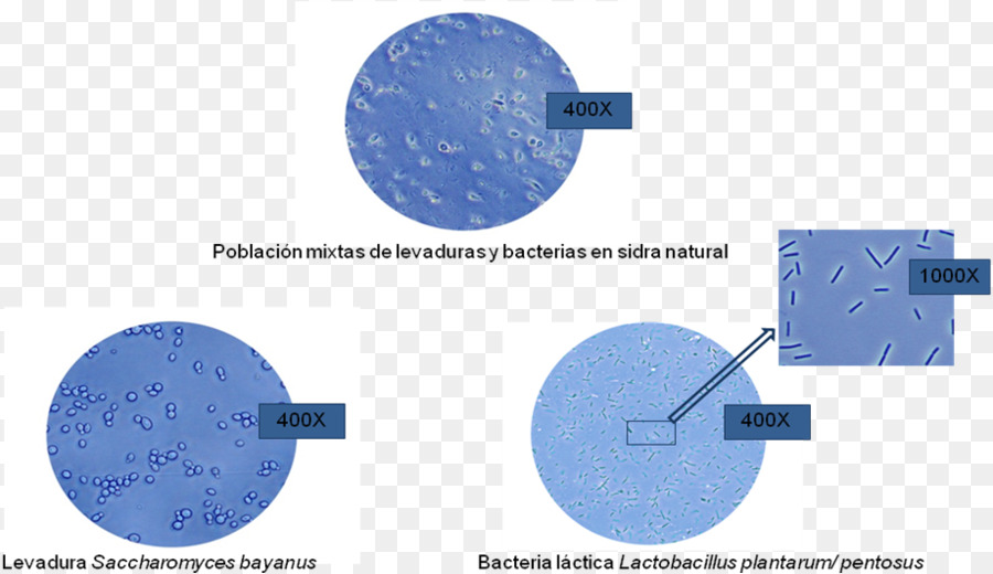 Microorganismo，Liofilización PNG