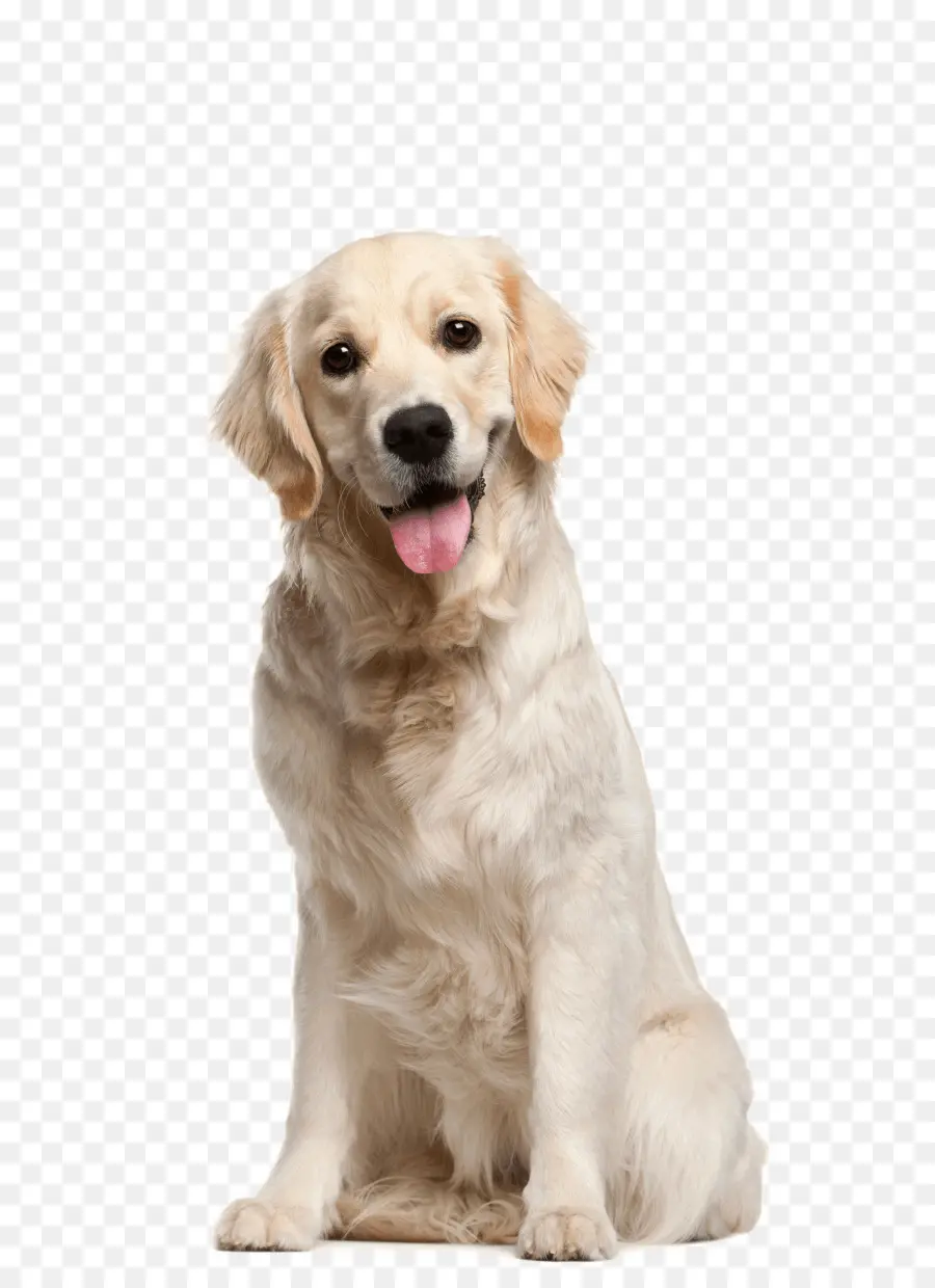 Golden Retriever，Cachorro PNG