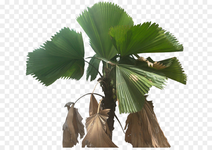 Palmera，Hojas PNG