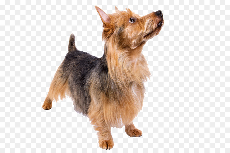 Perro，Mascota PNG