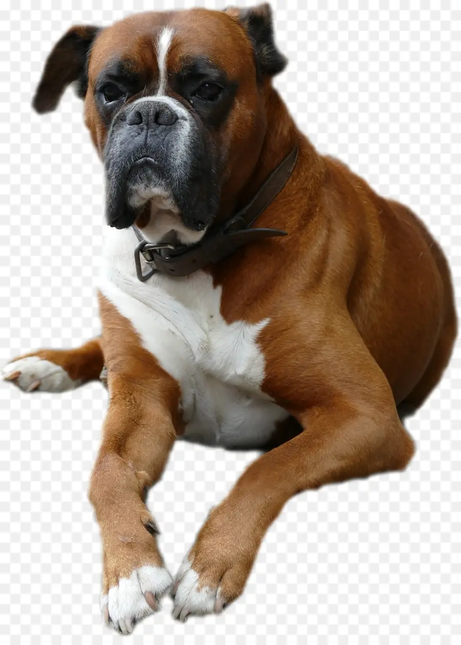 Perro，Mascota PNG