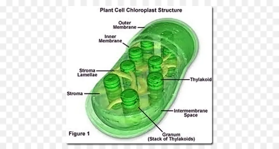 Estructura Del Cloroplasto，Célula Vegetal PNG