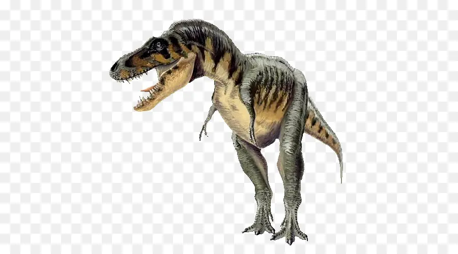 Carcharodontosaurus，Spinosaurus PNG