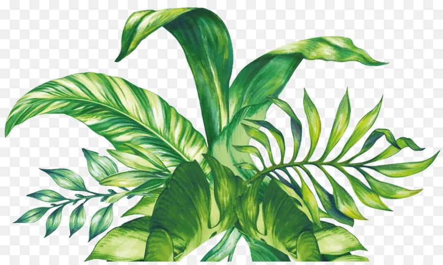 Plantas Tropicales，Hojas PNG