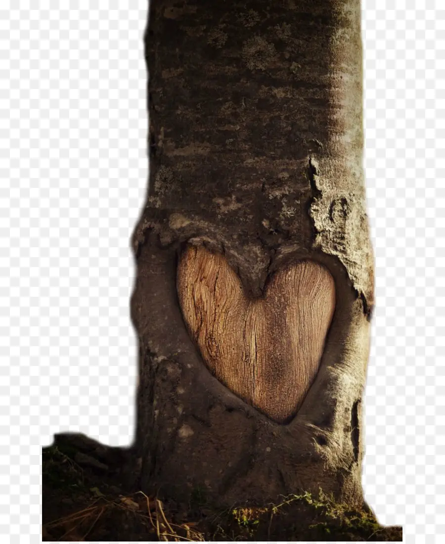 Corazón，Árbol PNG