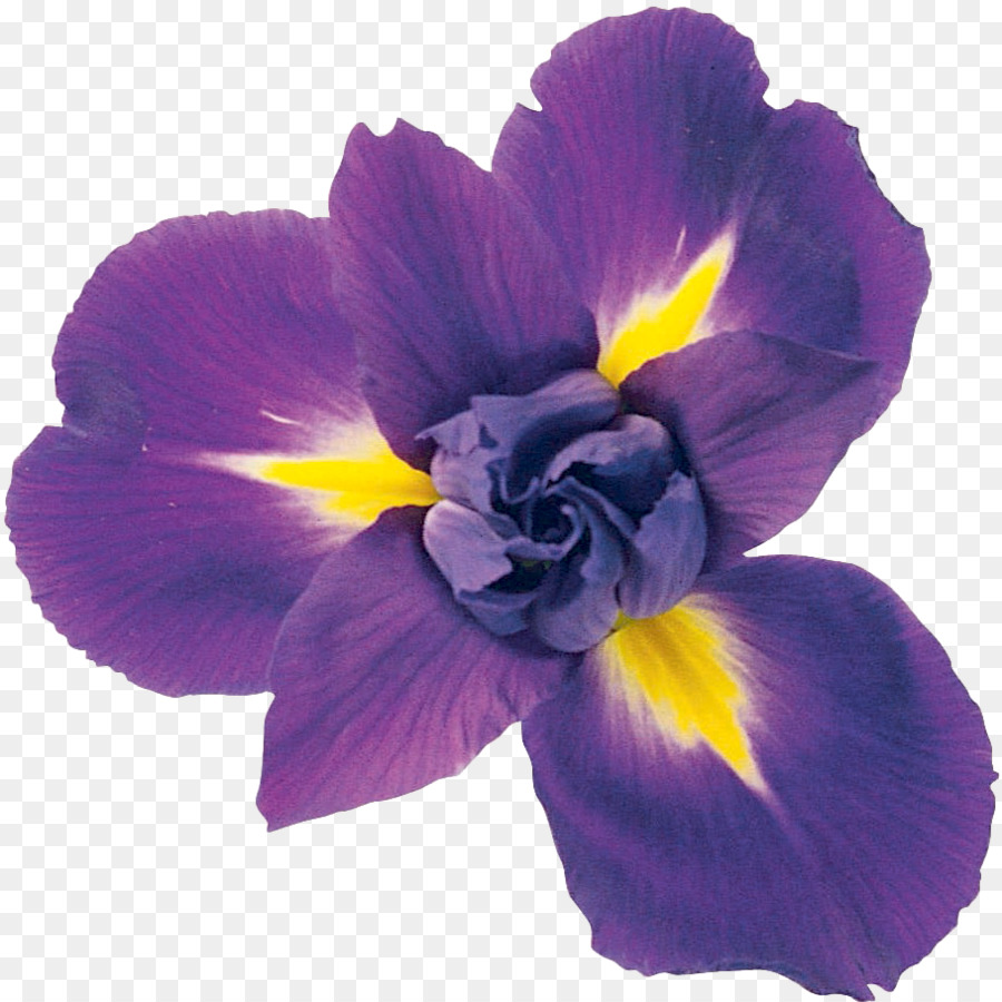 Flores Moradas，Florecer PNG