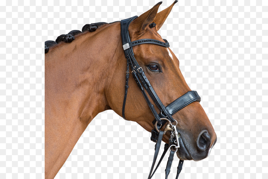 Caballo，Equino PNG