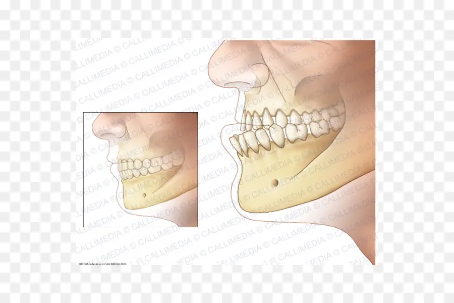 Mandíbula，Dientes PNG