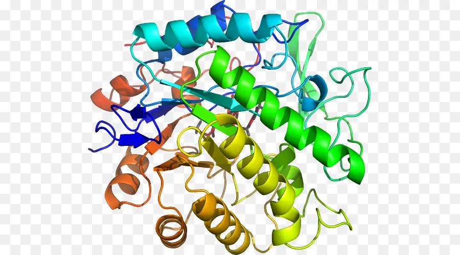 Estructura De La Proteína，Molécula PNG