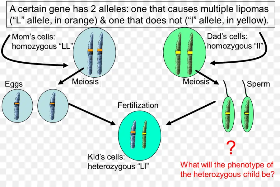 Gene，Alelos PNG