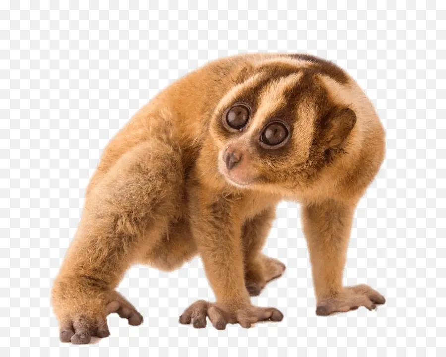 Pigmeado Loris Lento，Javan Lento Loris PNG