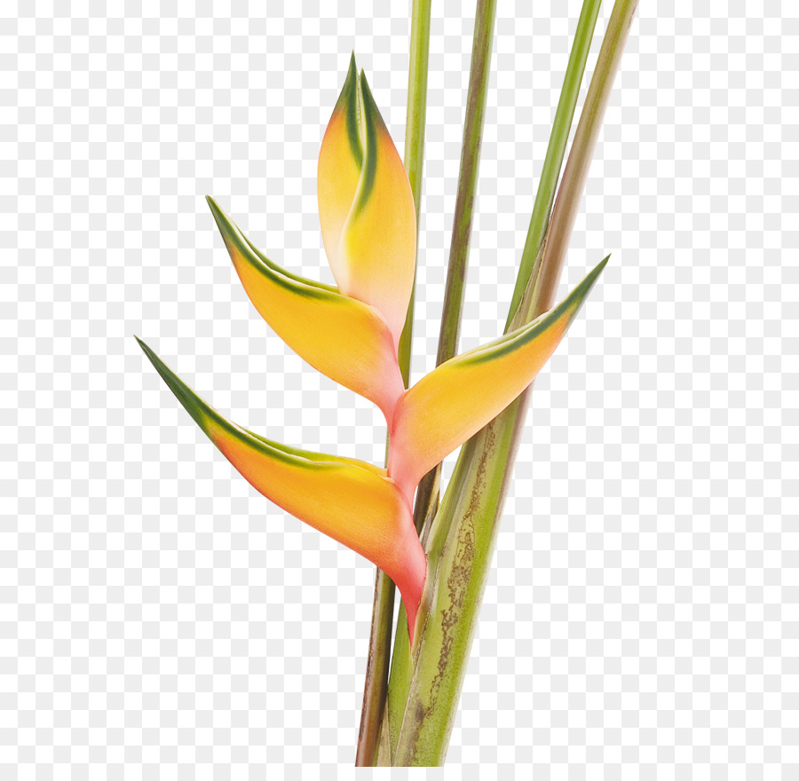 Heliconia Bihai，El Ave Del Paraíso De La Flor PNG