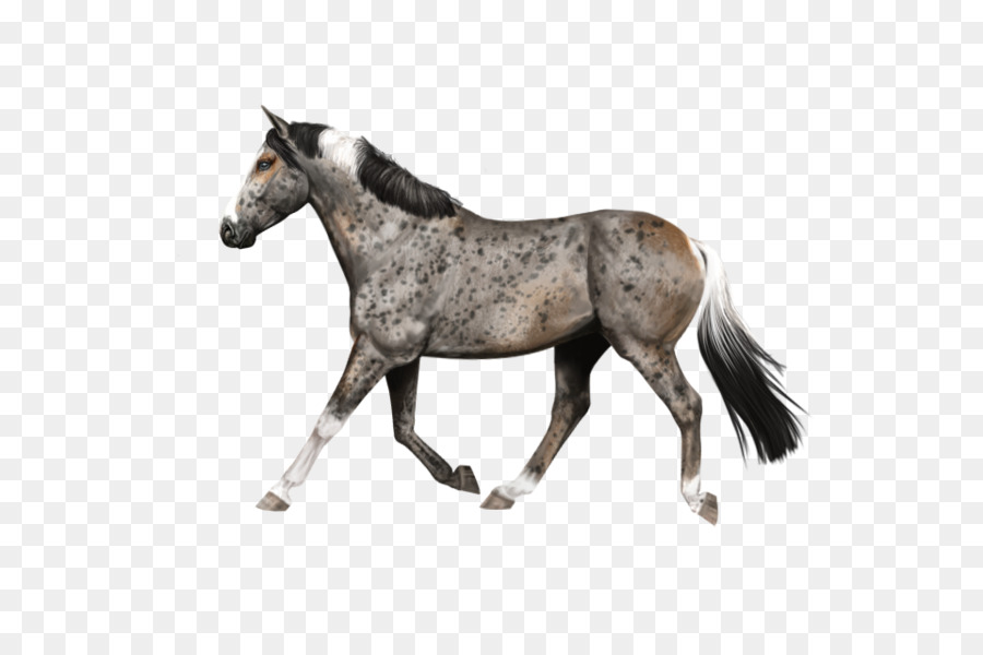 Caballos，Fauna PNG