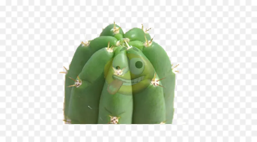 Cactus San Pedro，Cactaceae PNG