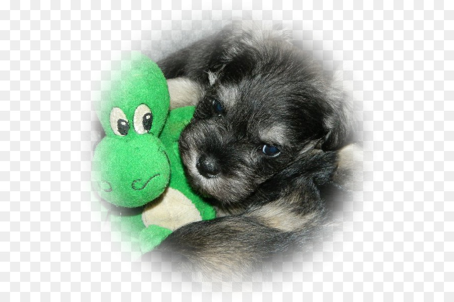 Schnauzer Miniatura，Schnoodle PNG