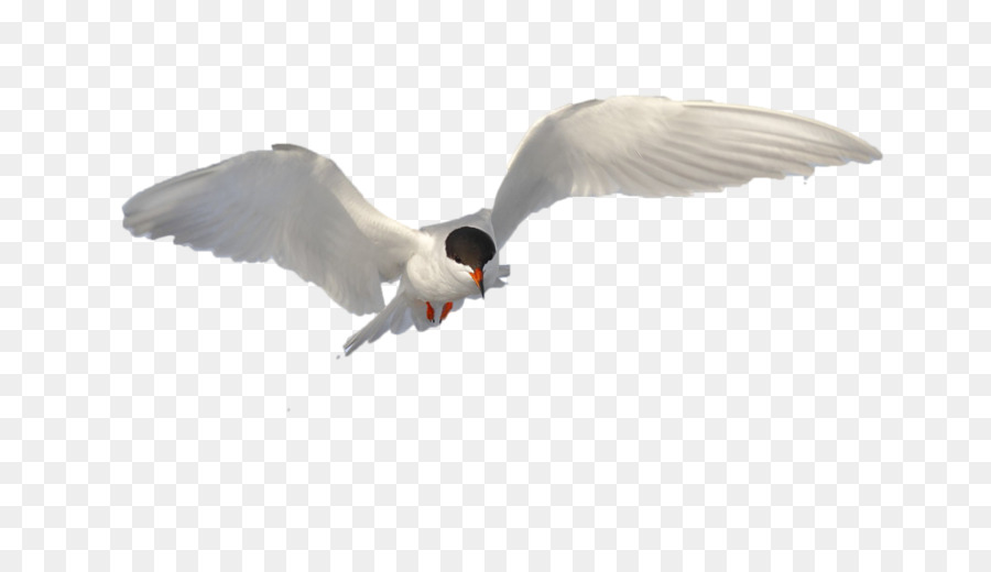 Pájaro，Vuelo PNG