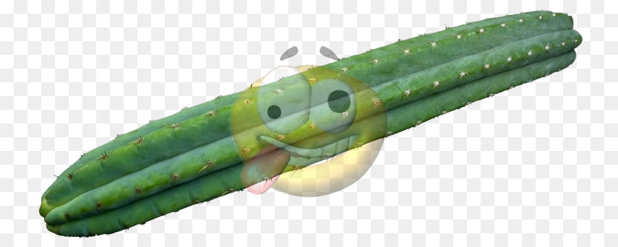 Cactus San Pedro，Cactaceae PNG