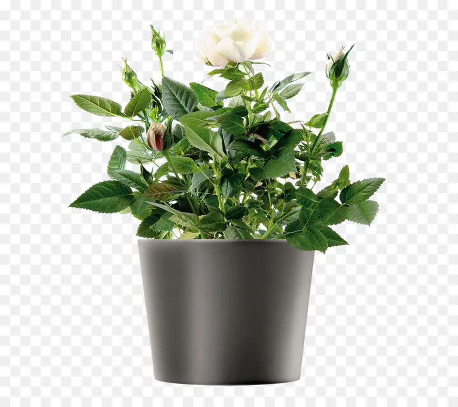 Planta En Maceta，Flor PNG